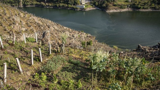 Galicia recibe 14,9 millones para programas agrícolas,
