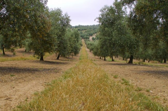 el papel de las mujeres en el desarrollo rural