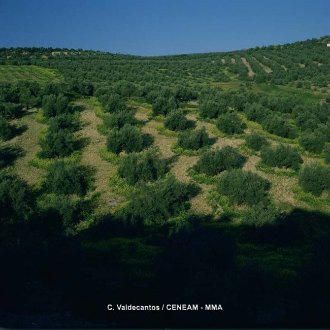 olivar2_tcm30-217233