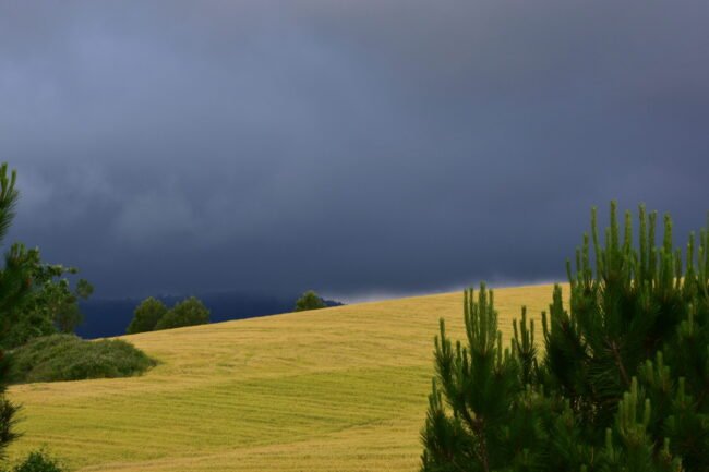 49980030208_7b29b22fbb_o